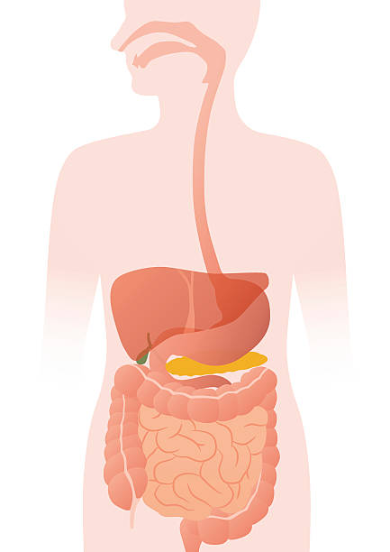 clipart of digestive system 20 free Cliparts | Download images on ...