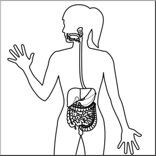 Clip Art: Human Anatomy: Digestive System B&W Blank I abcteach.com.