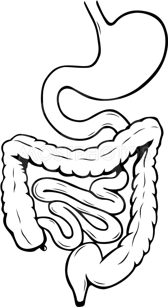 Digestive System Drawing.