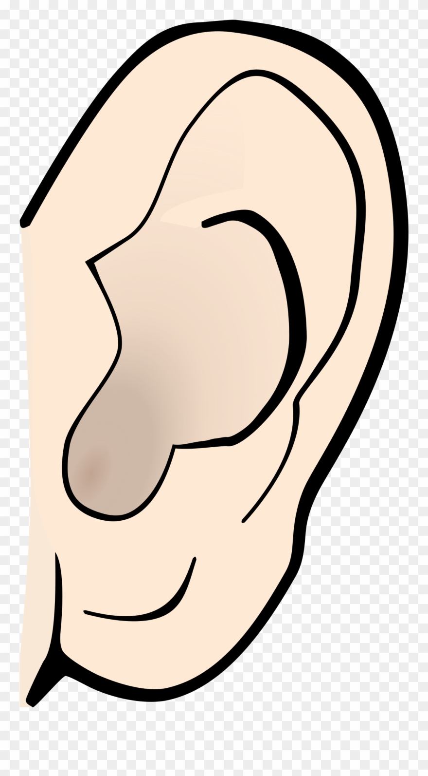 Ear Clipart Png, Transparent PNG, png collections at dlf.pt.