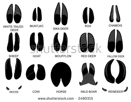 Hoof Stock Images, Royalty.