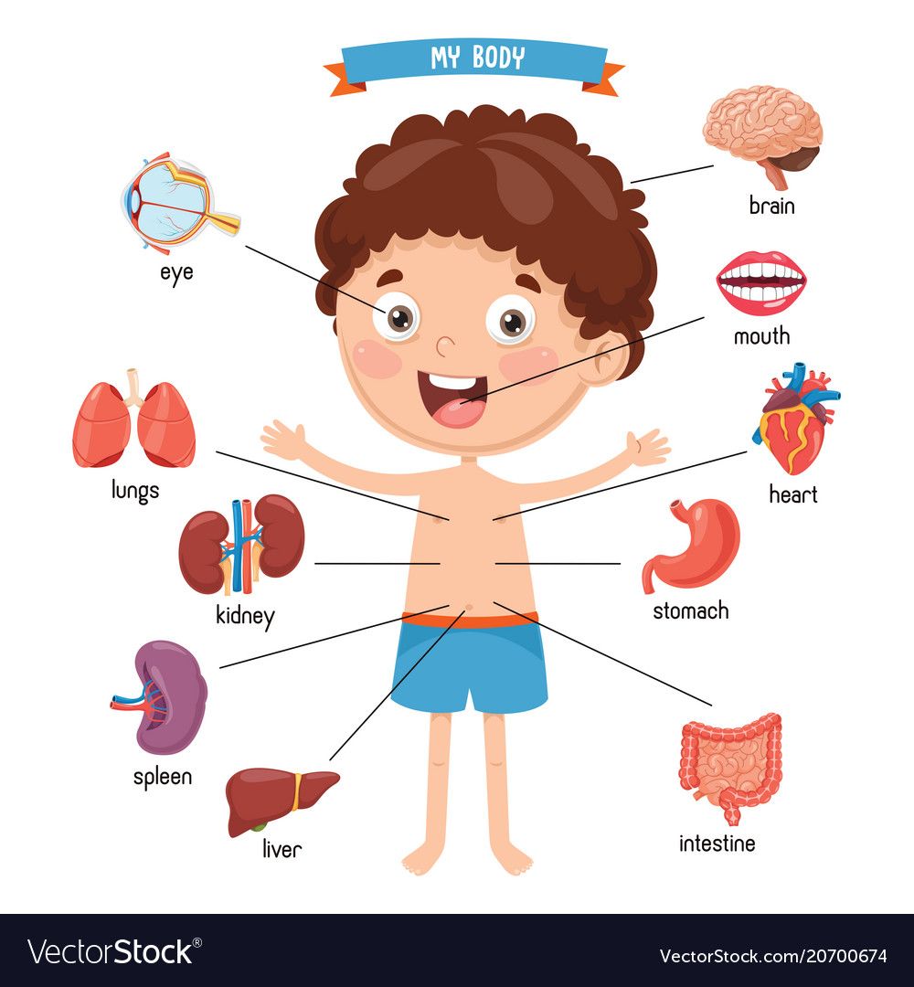 Clip Art Human Body Cliparts Co Gambaran