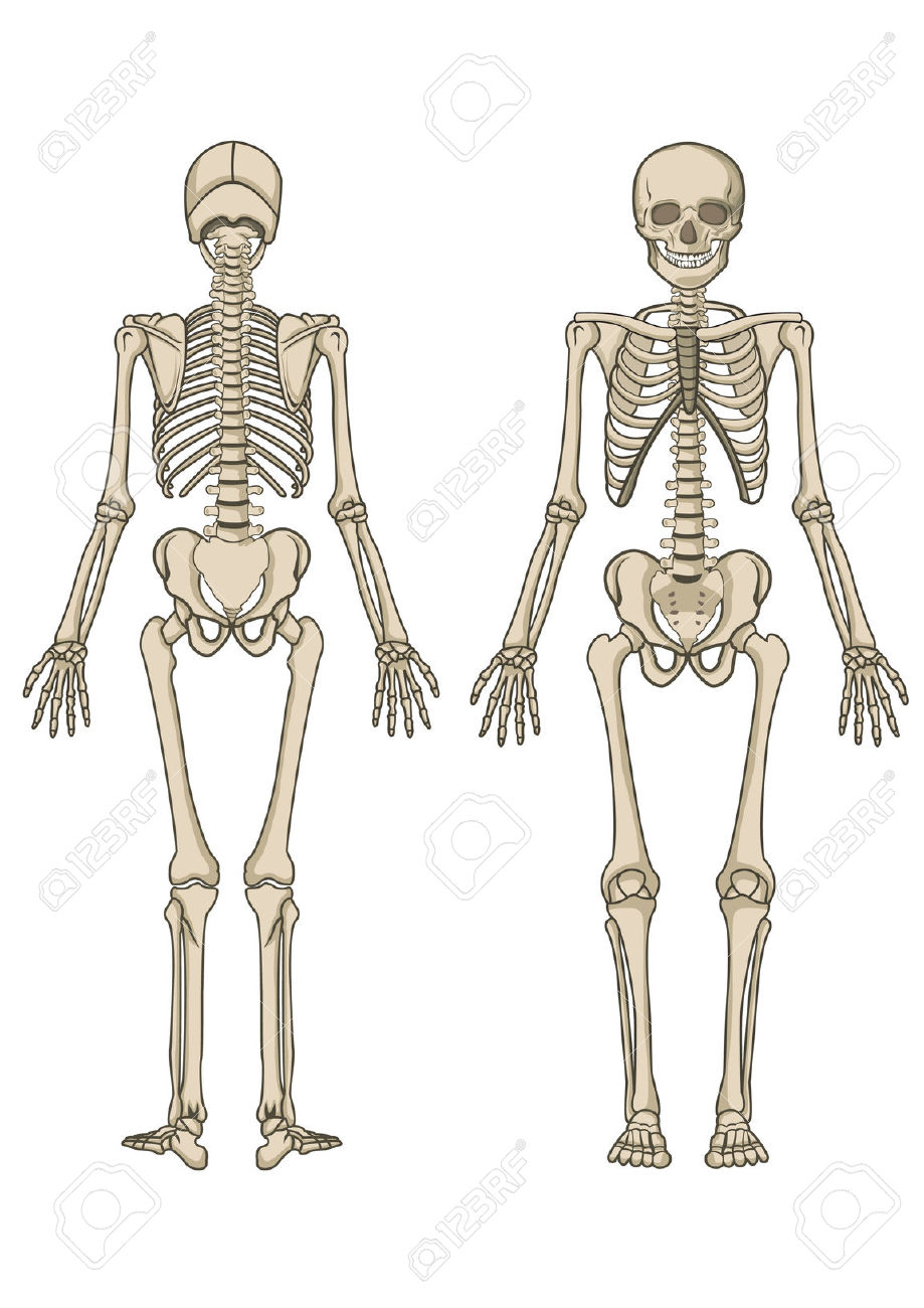 Anatomy Of Human Body Skeleton Bones Human Body Skeleton Clipart.