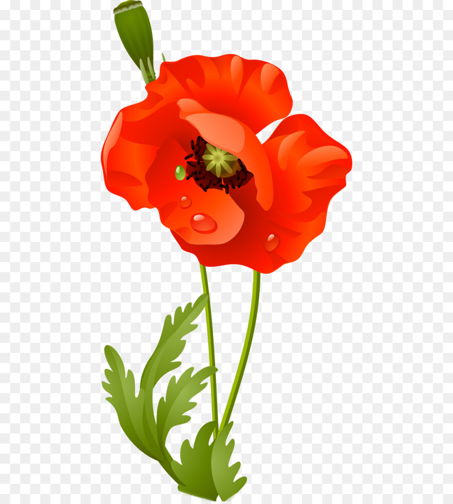 remembrance poppy vector