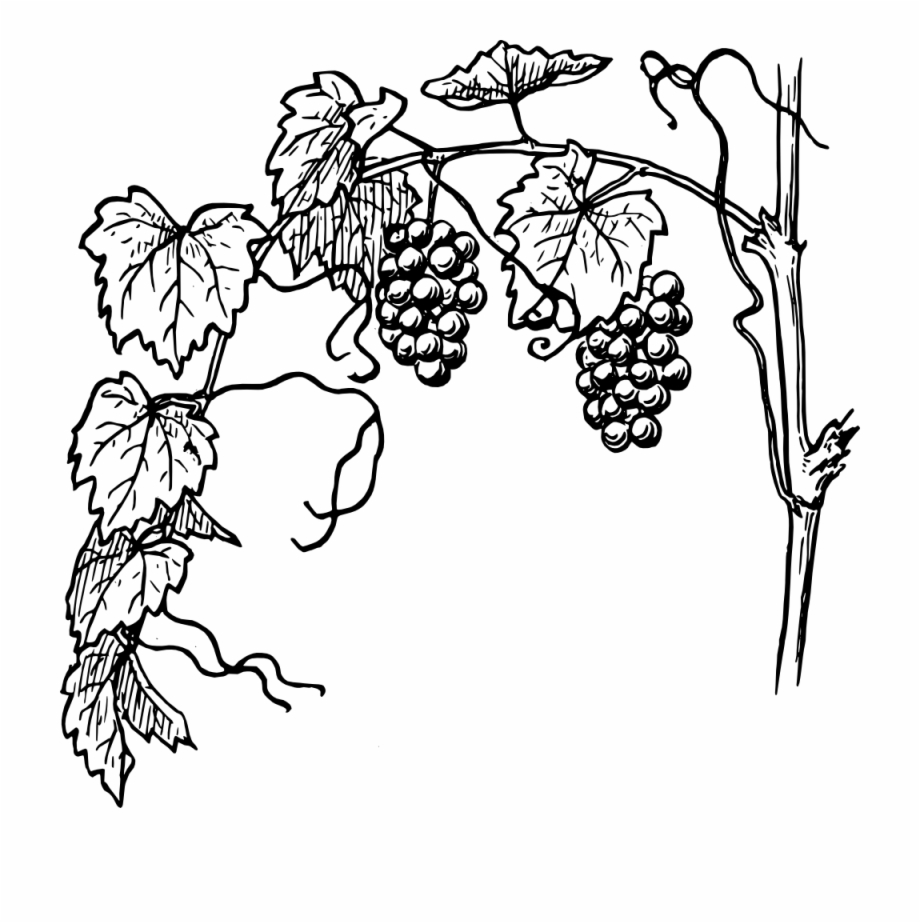 Grapes Vine Clipart.