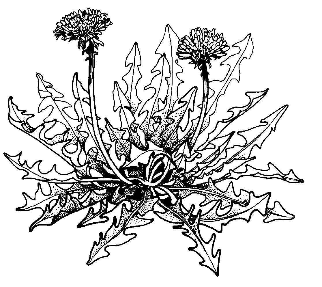 Free Weeds Cliparts, Download Free Clip Art, Free Clip Art.