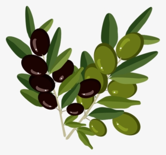 Free Olive Clip Art with No Background.