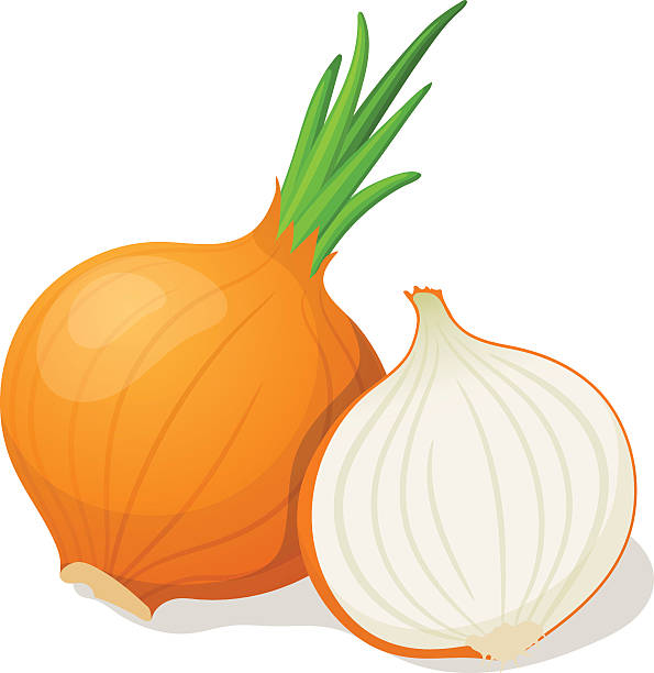 Onion clipart » Clipart Station.