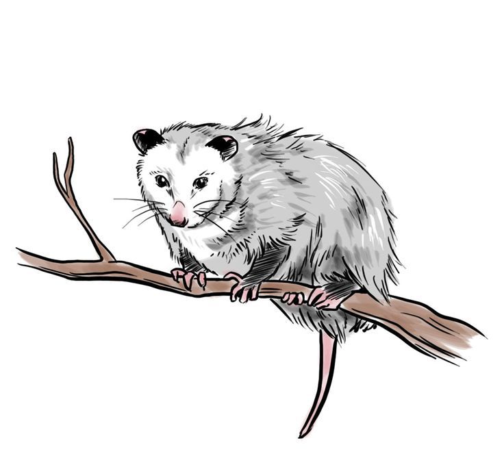 Sleeping possum clip art clipart download.