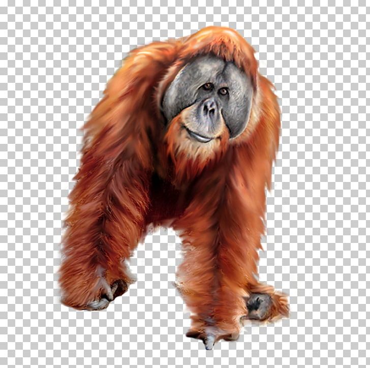 Orangutan Gorilla Tiger PNG, Clipart, Adobe Illustrator, Animal.