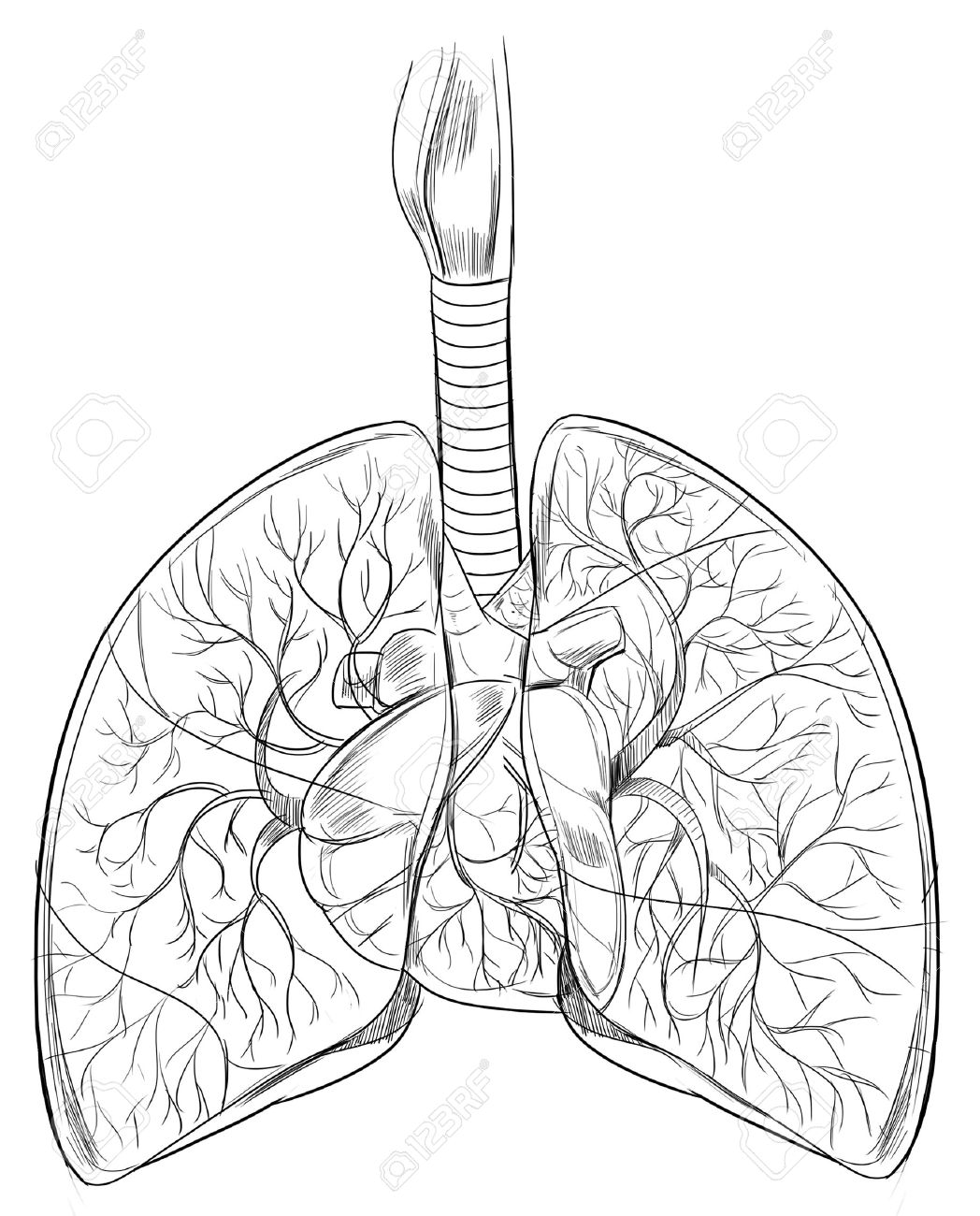 Outline Sketch Of The Human Lungs Royalty Free Cliparts, Vectors.
