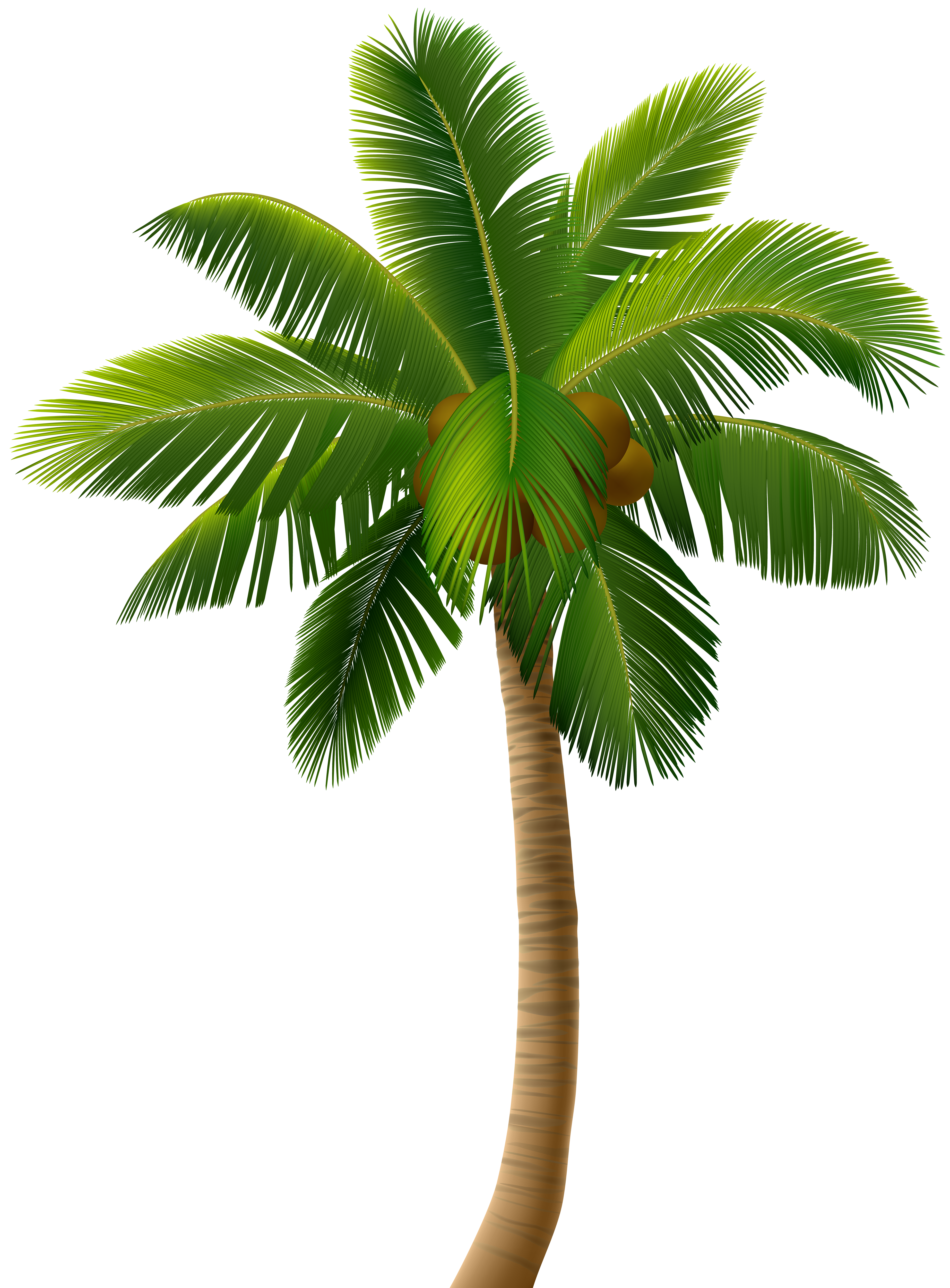 Palm Tree PNG Clip Art Image.