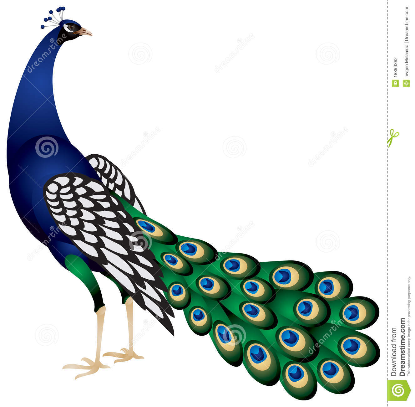Clipart of peacock 6 » Clipart Station.