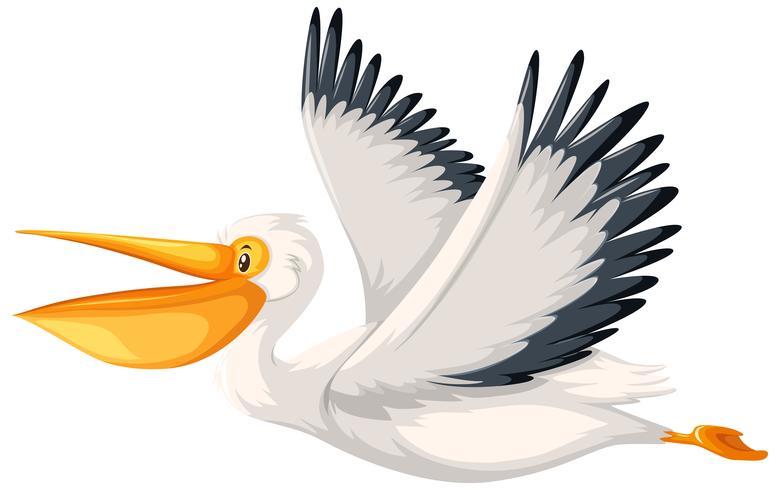 clipart pelicans 10 free Cliparts | Download images on Clipground 2022