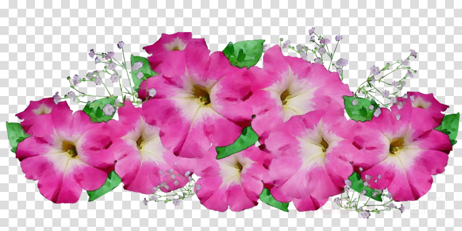 flower pink petal petunia plant clipart.