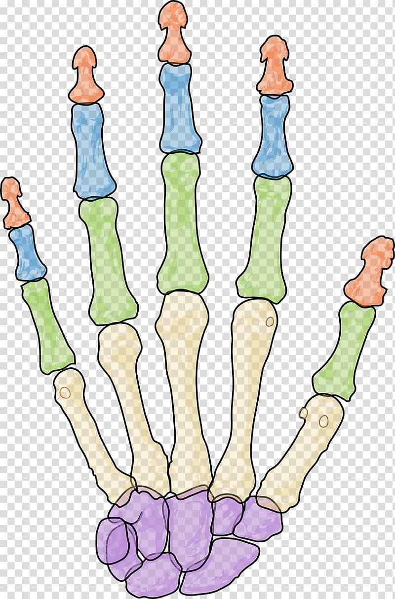 Human skeleton Carpal bones Phalanx bone Hand, hand.