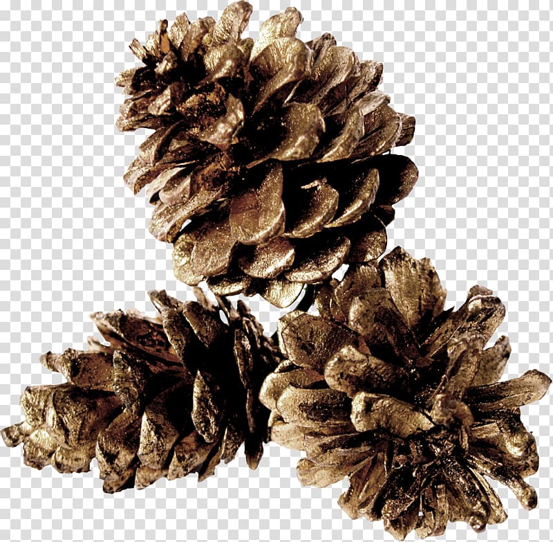 Three pine cones , Pine Conifer cone Table, Gray pine cones.