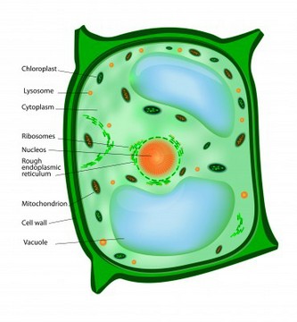 Cells clipart plant cell, Picture #337778 cells clipart.
