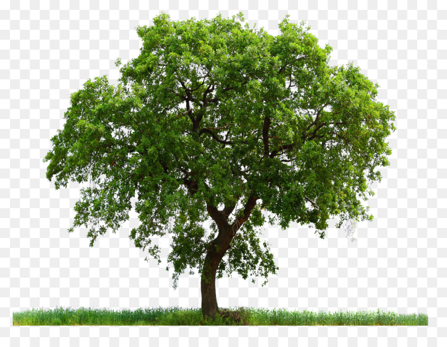 Oak Tree clipart.