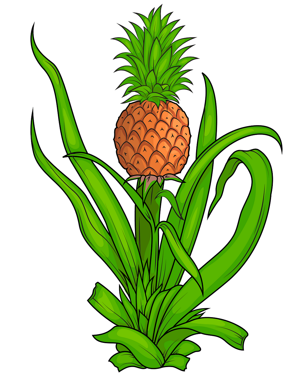 Pineapple Plant clipart. Free download..