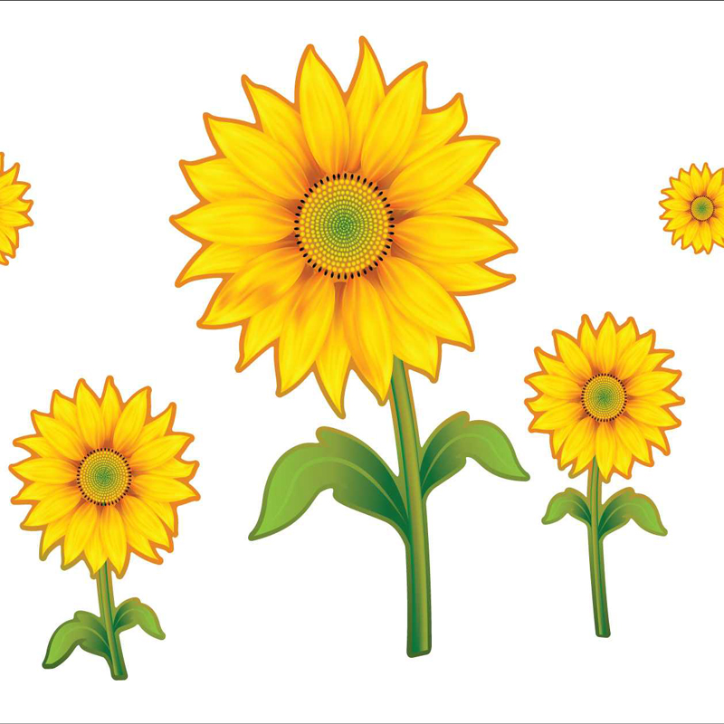 Sunflower Cartoon.