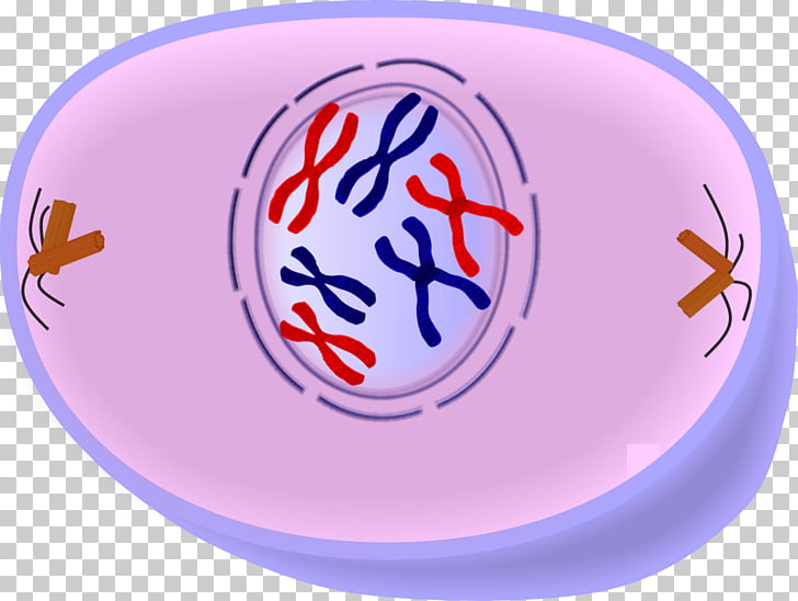 clipart metaphase 10 free Cliparts | Download images on Clipground 2023