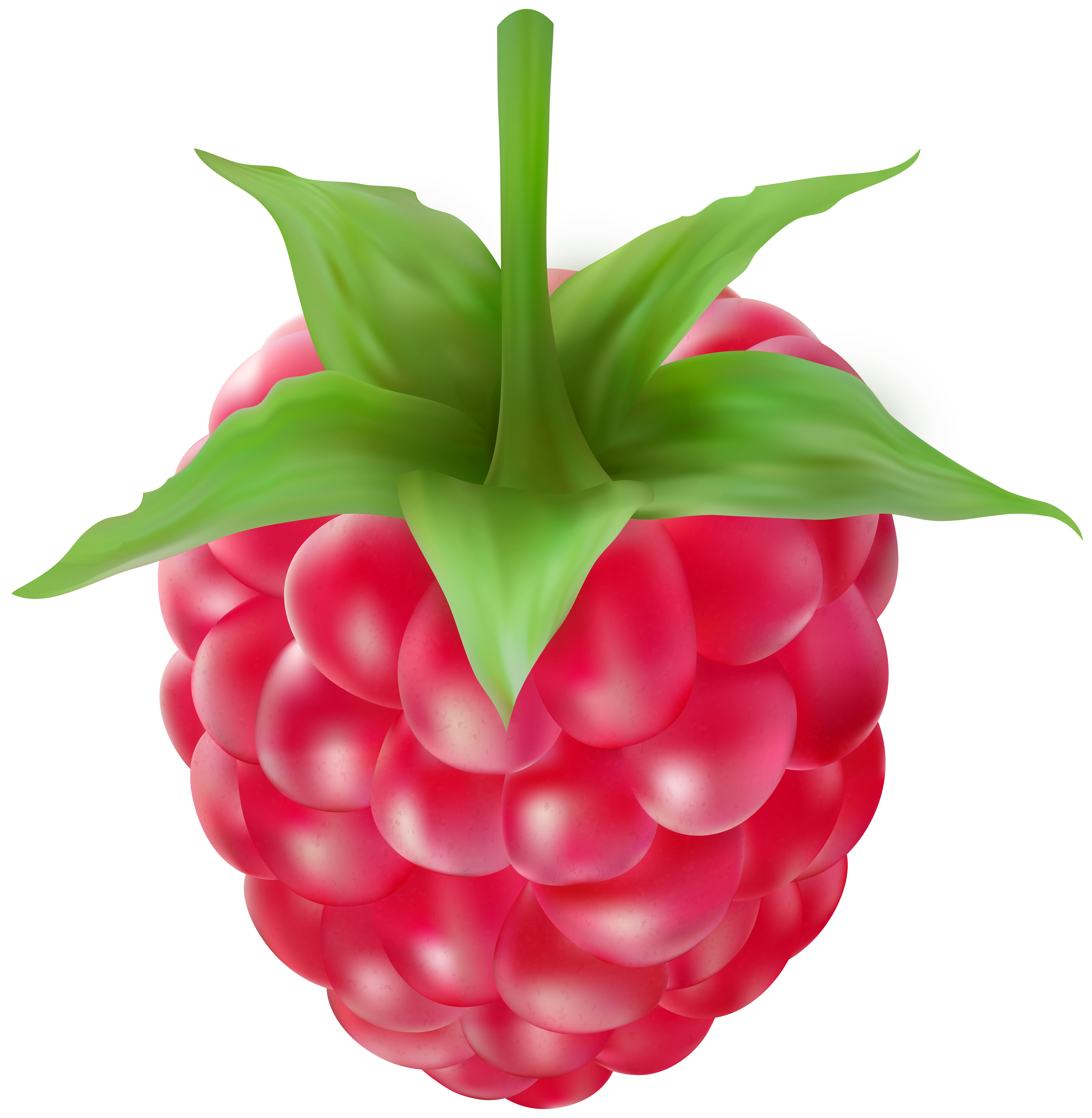 Raspberries Clipart Image.