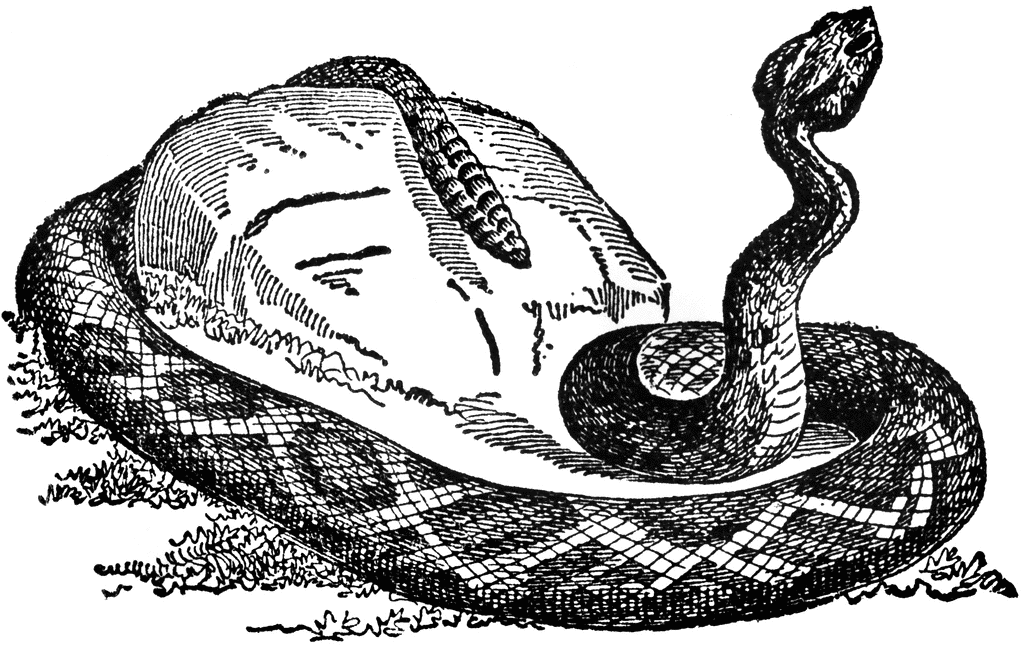Free Rattlesnakes Cliparts, Download Free Clip Art, Free.