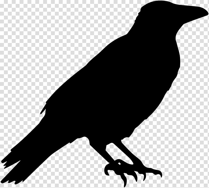 Common raven Crow Halloween , raven transparent background.