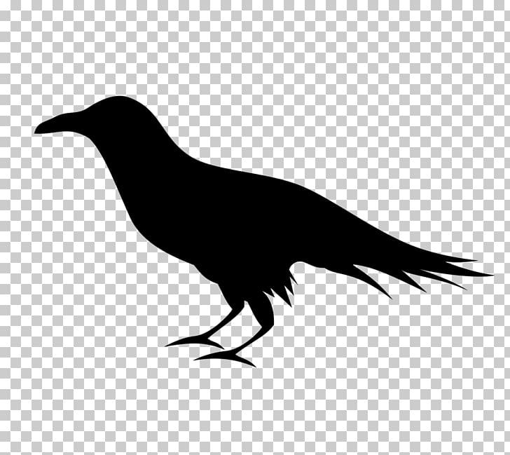 Common raven Baltimore Ravens , raven PNG clipart.