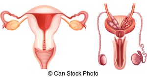 Vector Clip Art of male reproductive system.