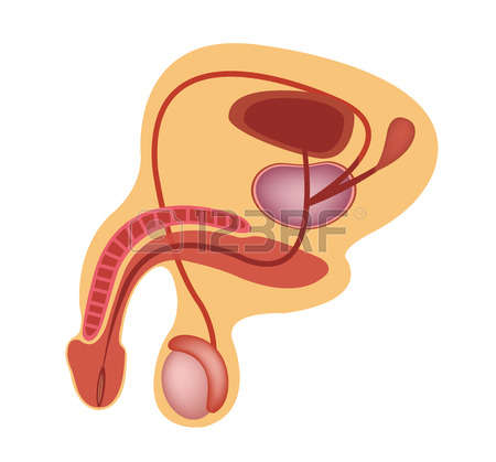 2,801 Reproductive System Cliparts, Stock Vector And Royalty Free.