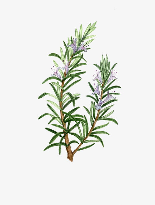 clipart rosemary 10 free Cliparts Download images on Clipground 2023