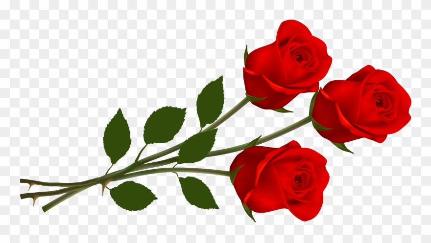 Red Rose Clipart.