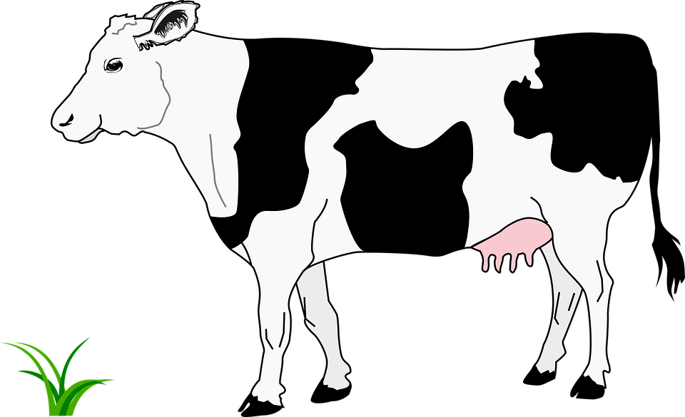 Sapi Png Vector Imagesee