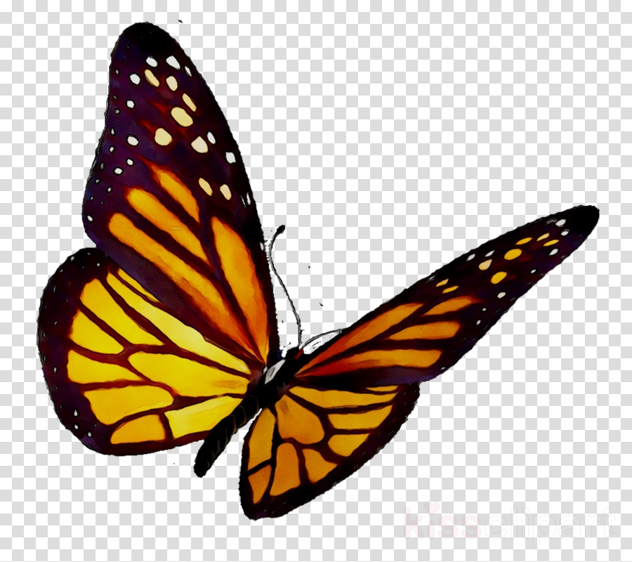 Monarch Butterfly clipart.