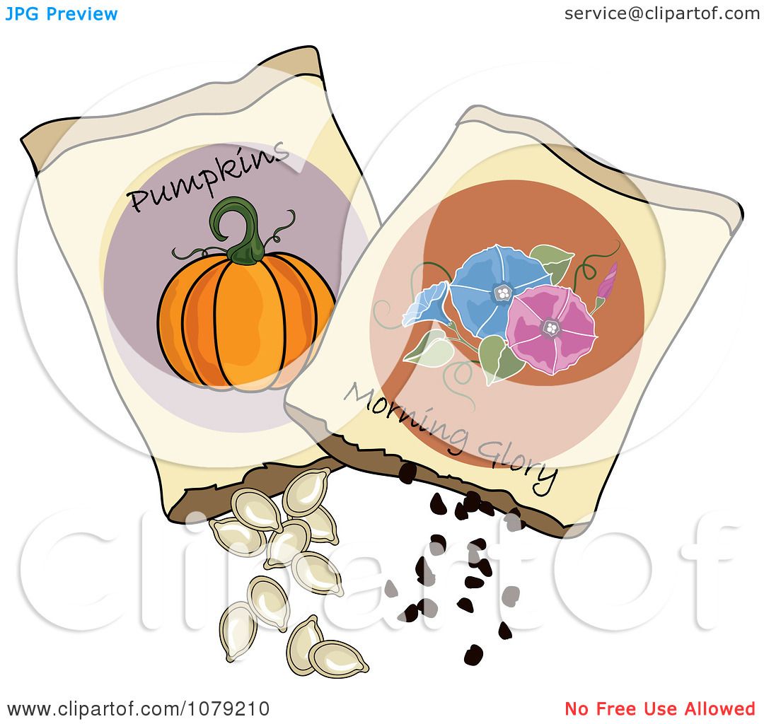 Clipart Packets Of Morning Glory And Pumpkin Seeds.