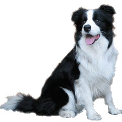 sheepdog clipart Pictures, Images & Photos.
