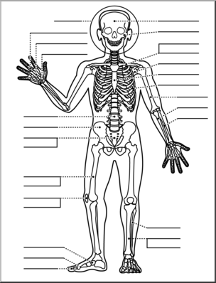 Clip art: Human Anatomy: Skeletal System B&W Unlabeled I.