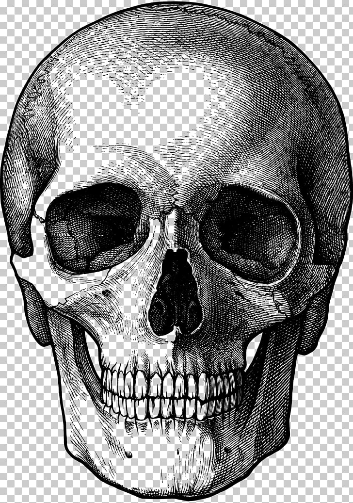 Drawing Skull Fun Stuff to Draw Art Sketch, skulls PNG.