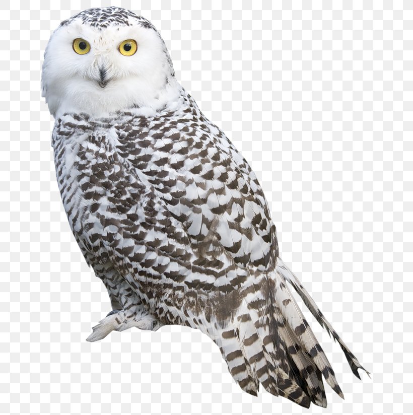 clipart snowy owl 10 free Cliparts | Download images on Clipground 2021