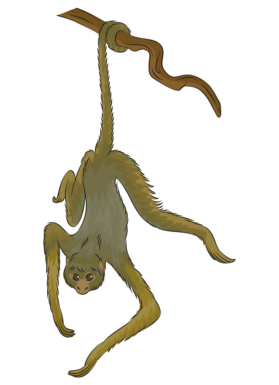 Spider monkey clipart. Free download..