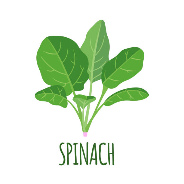 Best Spinach Illustrations, Royalty.
