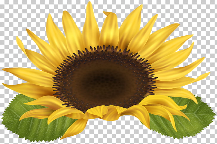 Sunflower , sunflower PNG clipart.