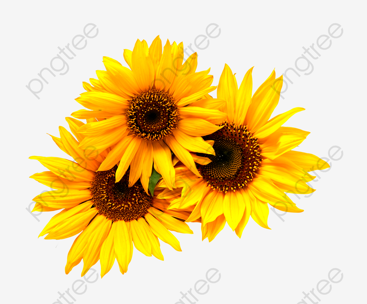 Free Free 341 Sunflower Bunch Svg SVG PNG EPS DXF File