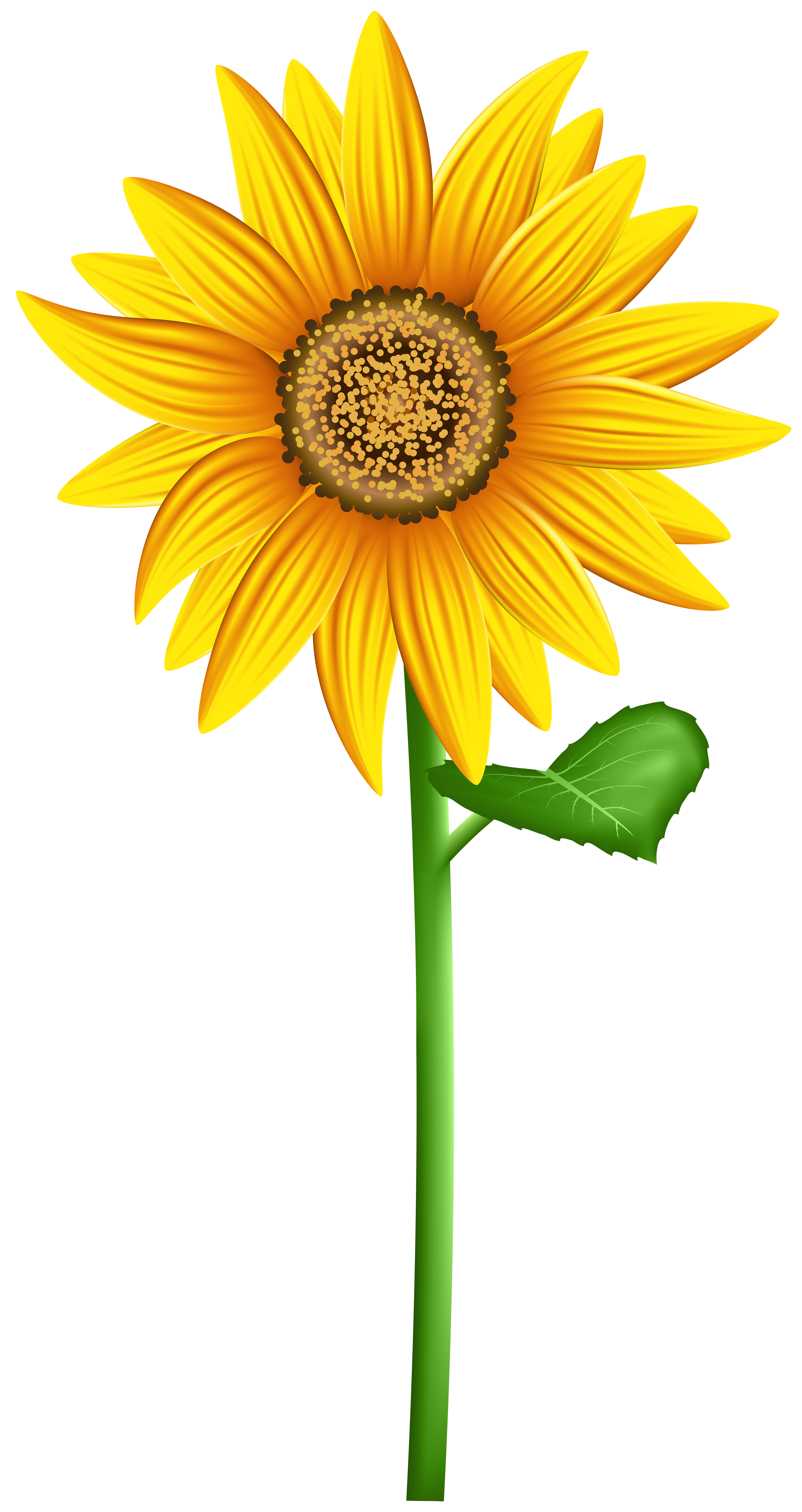 Free Free 240 Transparent Background Sunflower Clipart Sunflower Png SVG PNG EPS DXF File