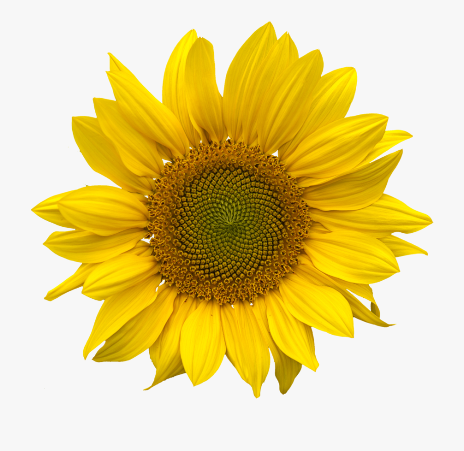 Sunflower Clipart Png.