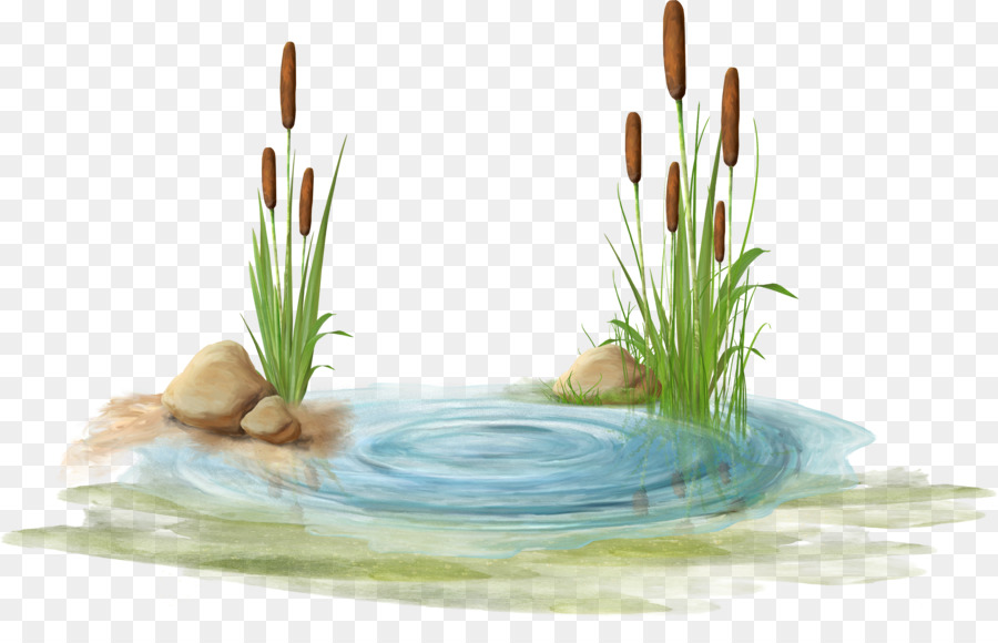 Pond Cartoon png download.