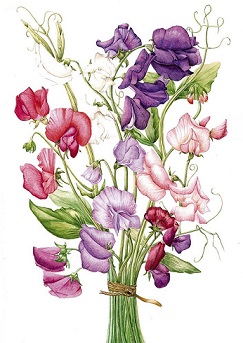 Free Sweet Pea Cliparts, Download Free Clip Art, Free Clip.