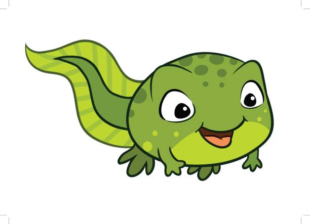 Clipart Tadpole 20 Free Cliparts | Download Images On Clipground 2024